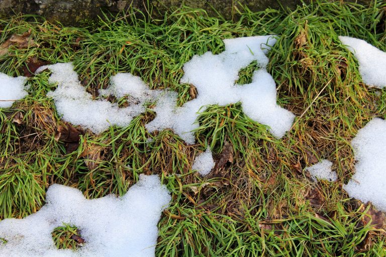 What Happens To Your Lawn In The Winter?