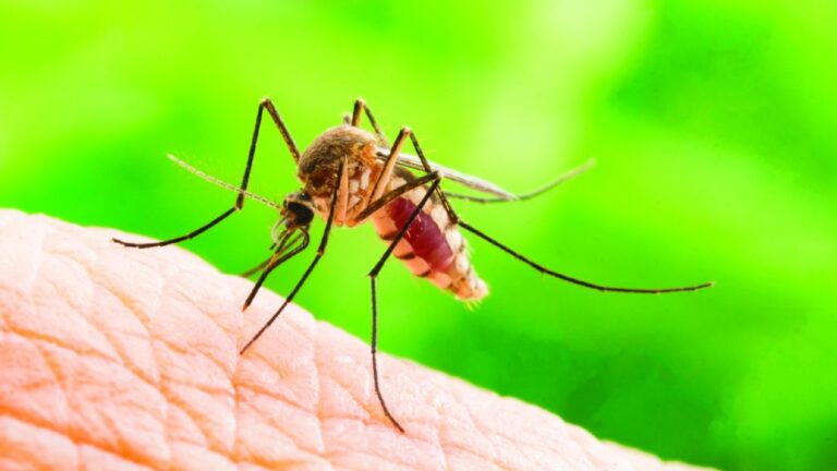 Tips On How To Avoid Mosquitoes