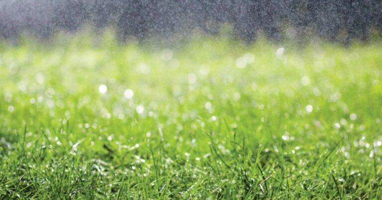 5 Common Lawn Care Problems From Too Much Rain