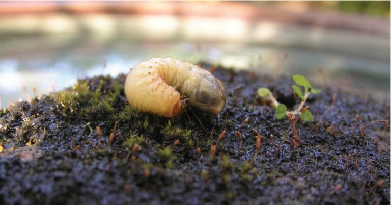 Why Your Lawn Needs Preventative Grub Control