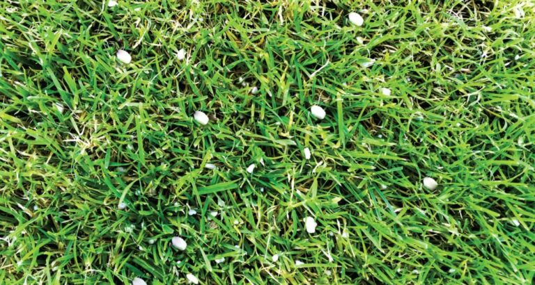 Lawn Lime Treatment: Everything You Need to Know about Lime Treatment