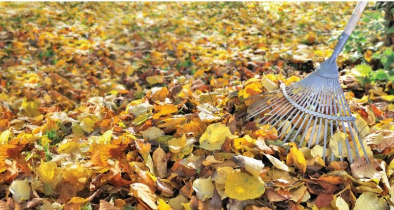 Raking Leaves in the Fall: 4 Big Reasons Why You Need To Rake Leaves