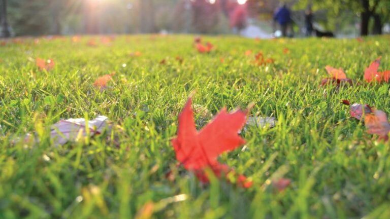 7 Excellent Fall Lawn Care Tips For a Healthy Lawn