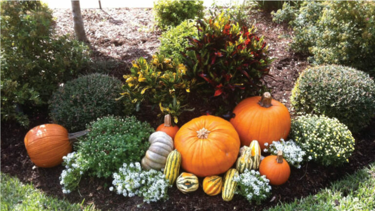 3 Useful Tips To Prepare Your Lawn For Thanksgiving