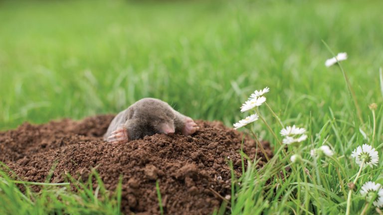 What Are Moles and How Do I Get Rid of Moles? - Tee Time Lawn care
