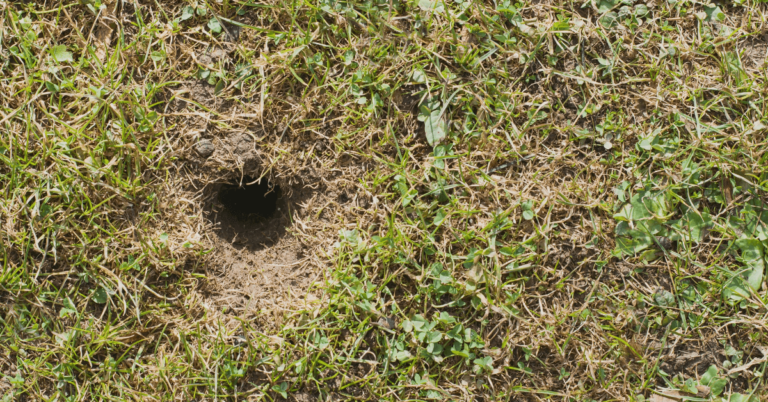 7 Signs You Have Voles in Your Yard