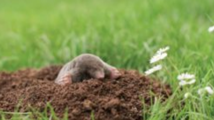 What Are Moles And How Do I Get Rid Of Moles?