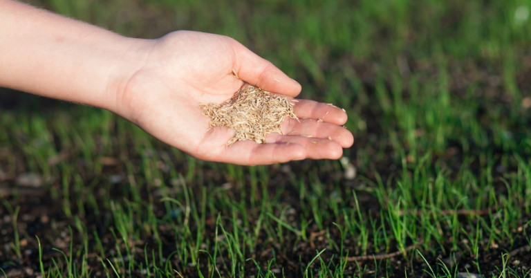 7 Signs It’s Time For Lawn Seeding