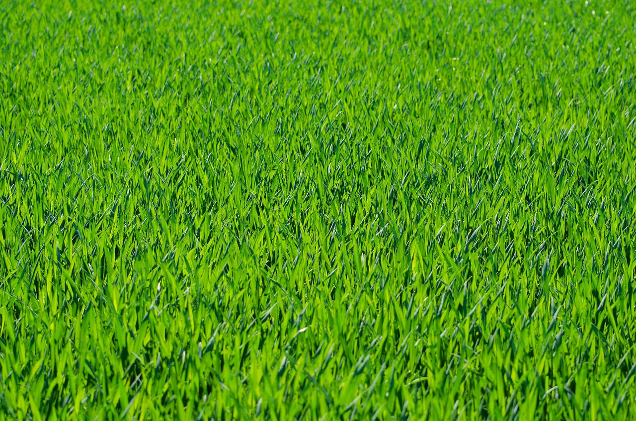 grass, lawn, grass blades-275986.jpg