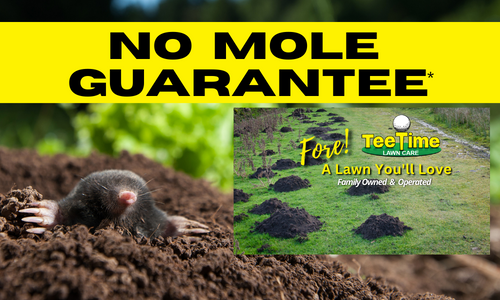 No Mole Guarantee | Tee Time Lawn Care | Fore! A Lawn You'll Love